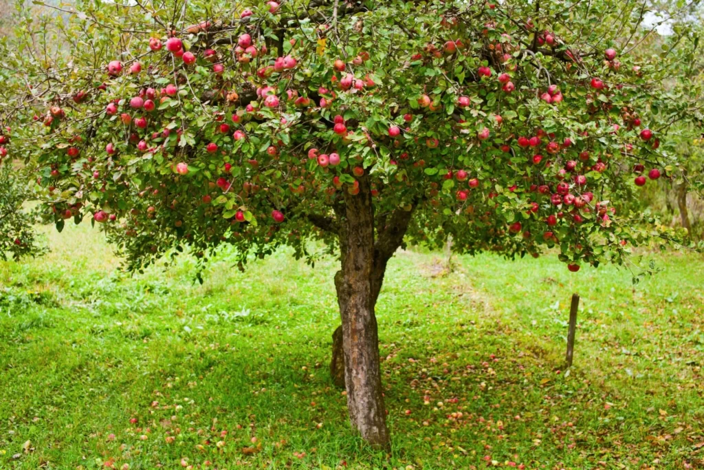4 in 1 Apple Tree