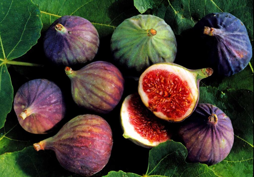 Figs - Harvest to home
