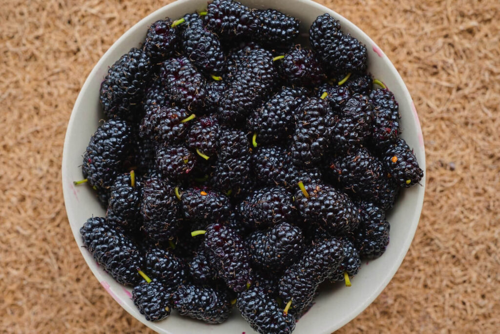 Mulberries - Harvest to home