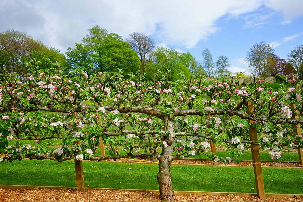 Espalier Trees - Harvest to home